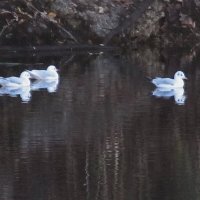 чайки :: Елена Шаламова