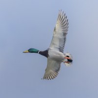 утка в полете :: юрий макаров