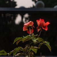 роза в январе :: Дмитрий Лупандин