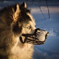 заледеневший нос хаски :: Артём 