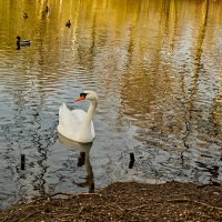 Пруд :: Jakob Dick