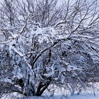 Зимние этюды :: Рита Симонова