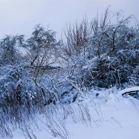 Зимние этюды :: Рита Симонова