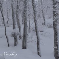 Природа Крыма :: Amazing Cosmea