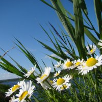 У реки... :: Prizrak 777