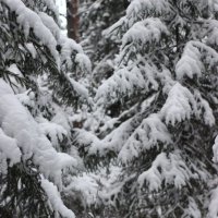 Зимушка зима :: Светлана Мишенёва