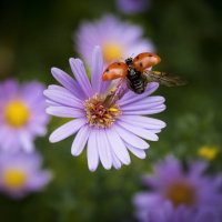 *** :: Александр. AVG100 ---