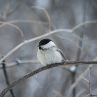 Пухляк (Parus montanus). Птицы Сибири. :: Вадим Басов