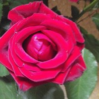 Роза :: Freddy 97