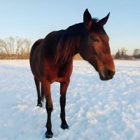 Лошадь на снежном просторе :: ЕЛЕНА СУХОРУЧЕКОВА 