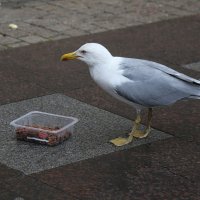 Голодная чайка :: ZNatasha -