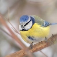 ... :: Вячеслав Минаев