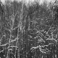 Черно-белая фотография :: Любимова Ольга 