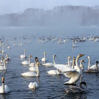 Песни в морозное утро :: елена беликова