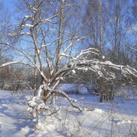 В зимнем лесу... :: Владимир Жданов