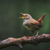 Голосистый :: Александр К.
