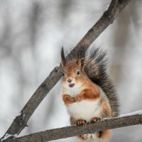 *** :: Зинаида Манушкина