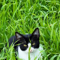 Звенит январская вьюга и кошки смотрят упруго! :: Александр Деревяшкин