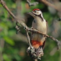 первые полеты  дятла юного :: Andrey Bragin 