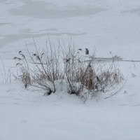 Стойкость! :: Olga Oskolkova