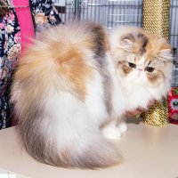 Персидская красавица. :: Светлана Ищенко