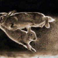 606F)Фото репортаж из зоопарка -7 :: irina Schwarzer 