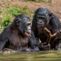 606F)Фото репортаж из зоопарка -10 :: irina Schwarzer 