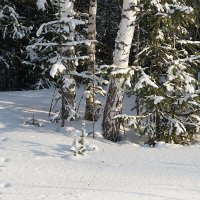 Зайка серенький под ёлкой проскакал... :: Галина Кан