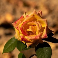 Роза :: Игорь Сикорский