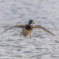 селезень :: юрий макаров