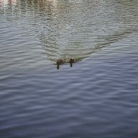 ДРУЗЬЯ :: ujgcvbif 