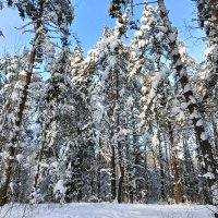 деревья в снегу :: Владимир 