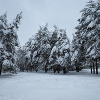 Заснеженный бор :: Александр Синдерёв