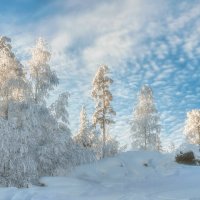 Красота зимнего леса :: Vladimbormotov 