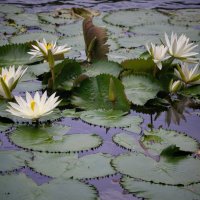 Лотосы :: Андрей Город