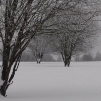 Деревья :: fogmeadowww m