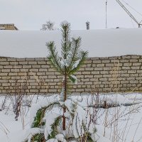 Все в снегу :: Юлия Денискина