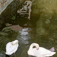 Лебеди в парке Лога :: Татьяна Пальчикова