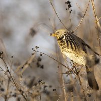 Дрозд рябинник :: Валерий Черняк
