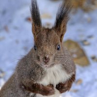 гостья  приветствует... :: Andrey Bragin 