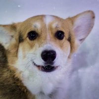 милаш корги :: Артём 