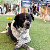 НЕ   ПОДХОДИ :: Анатолий Малобродский