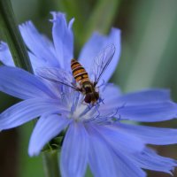 Сладостный нектар лета... :: Надежда Куркина 