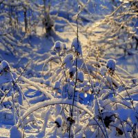 картинки января 26г. 2 :: Александр Прокудин