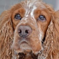 Серьёзный Кекс. :: Валентина  Нефёдова 