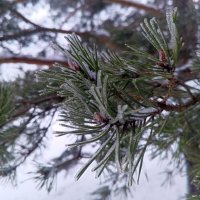 Сосна :: Сапсан 