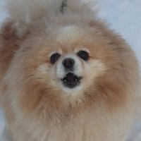 Боня :: Любовь Сахарова