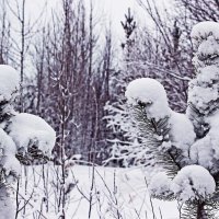 Зима...скульптор! Сосны- снегурочки! :: Владимир 