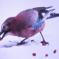 Проголодалась сойка :: Людмила Смородинская