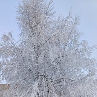 В снежном убранстве. :: Ольга 